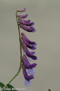 Vicia villosa – vikev huňatá