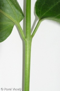 Vincetoxicum hirundinaria subsp. hirundinaria – tolita lékařská pravá