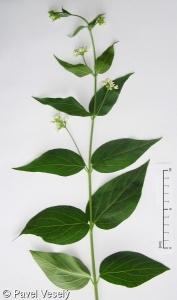 Vincetoxicum hirundinaria subsp. hirundinaria – tolita lékařská pravá
