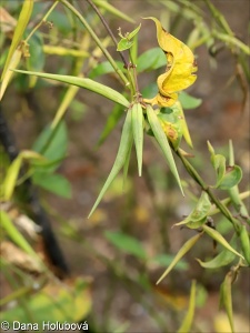 Vincetoxicum rossicum