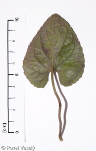Viola alba subsp. alba – violka bílá pravá