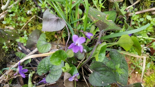 Viola alba