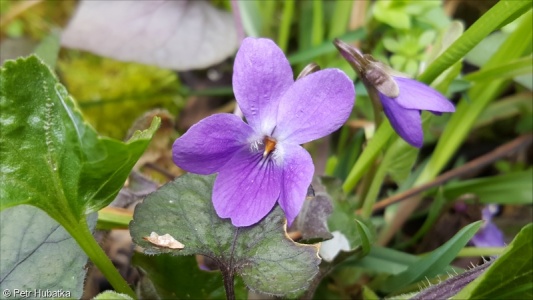 Viola alba