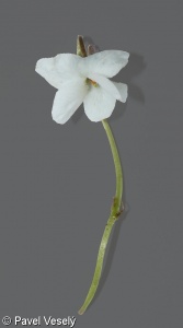 Viola alba subsp. alba – violka bílá pravá
