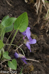 Viola ambigua – violka obojetná