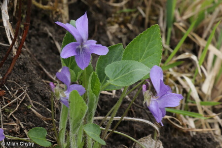 Viola ambigua – violka obojetná