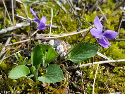 Viola ambigua