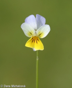 Viola arvensis – violka rolní