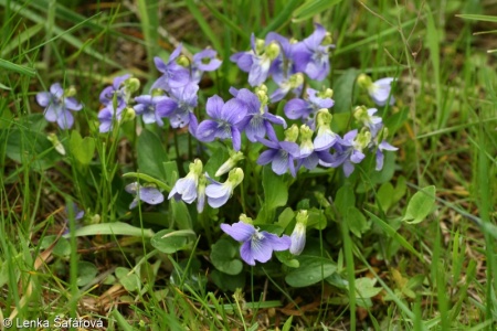 Viola canina – violka psí