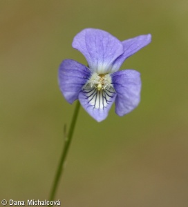 Viola canina subsp. canina – violka psí pravá
