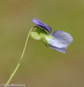 Viola canina subsp. canina – violka psí pravá