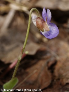 Viola collina – violka chlumní