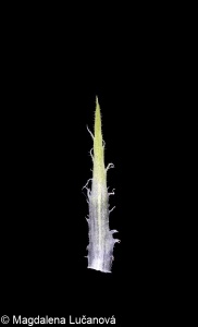 Viola collina &ndash; violka chlumní