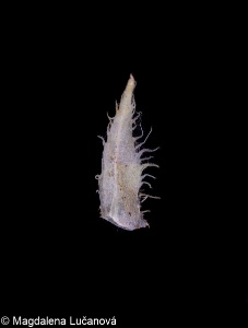 Viola collina &ndash; violka chlumní