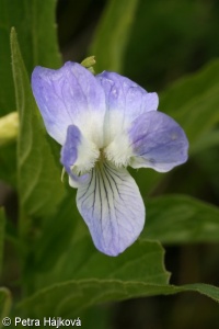 Viola elatior – violka vyvýšená