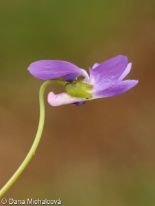 Viola hirta – violka srstnatá