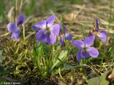 Viola hirta – violka srstnatá
