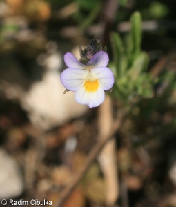 Viola kitaibeliana – violka nejmenší