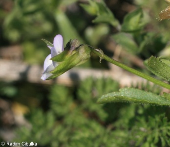 Viola kitaibeliana – violka nejmenší