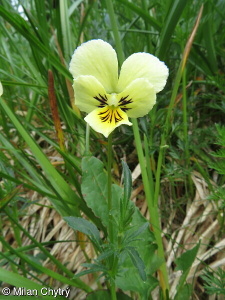 Viola lutea – violka žlutá