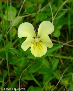 Viola lutea subsp. sudetica – violka žlutá sudetská