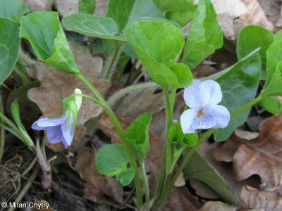 Viola mirabilis – violka divotvárná