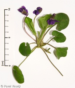 Viola odorata – violka vonná