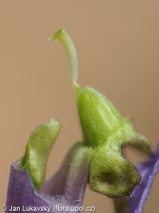 Viola odorata – violka vonná