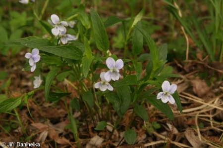 Viola pumila – violka nízká