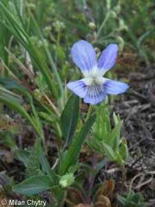 Viola pumila – violka nízká