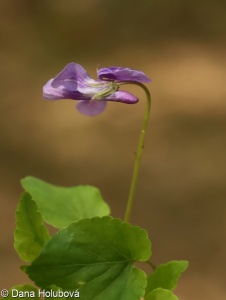 Viola riviniana agg. – okruh violky Rivinovy