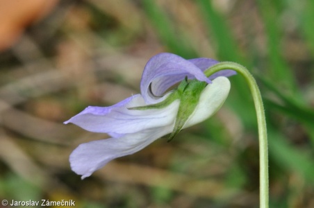 Viola riviniana – violka Rivinova