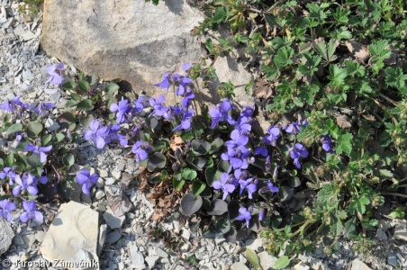 Viola rupestris subsp. rupestris – violka písečná pravá