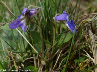 Viola rupestris – violka písečná