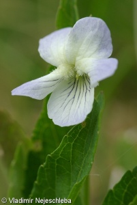 Viola stagnina – violka slatinná