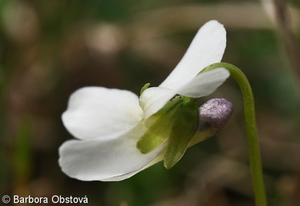Viola suavis – violka křovištní