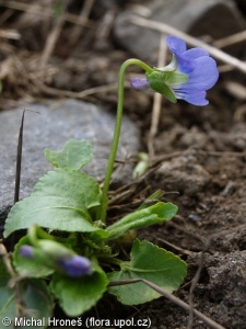 Viola suavis – violka křovištní
