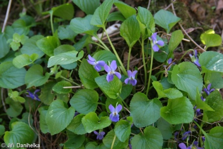 Viola suavis subsp. suavis – violka křovištní pravá