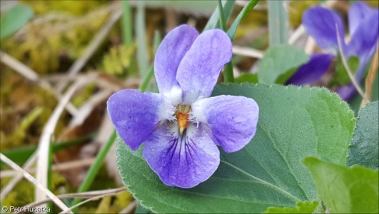 Viola suavis