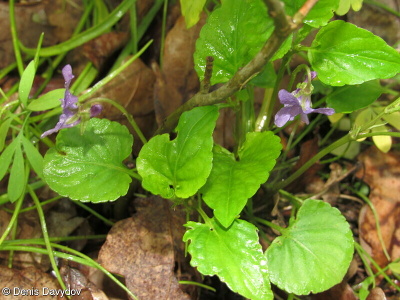 Viola tanaitica