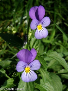 Viola tricolor – violka trojbarevná