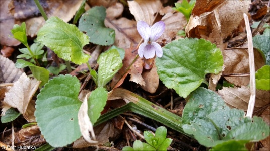 Viola ×multicaulis – violka bílá × v. vonná