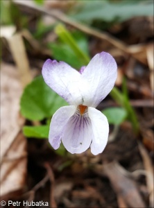 Viola ×multicaulis – violka bílá × v. vonná