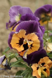 Viola ×wittrockiana – violka zahradní, maceška
