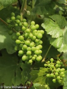 Vitis vinifera – réva vinná