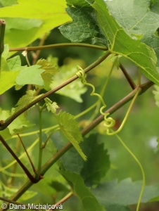 Vitis vinifera – réva vinná