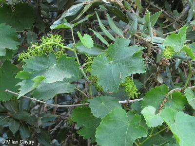 Vitis vinifera subsp. sylvestris – réva vinná lesní