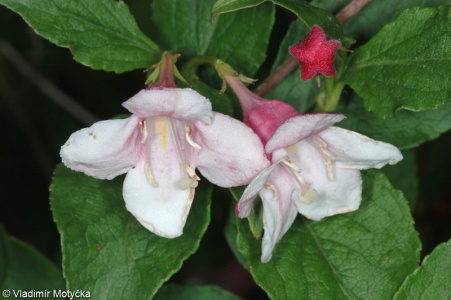 Weigela florida – weigelie růžová