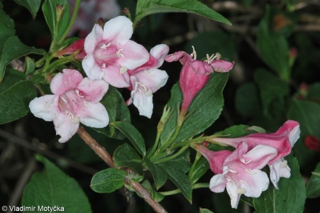 Weigela florida – weigelie růžová