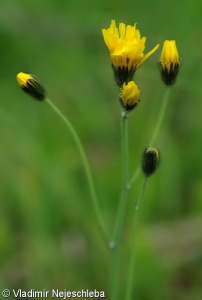 Willemetia stipitata subsp. stipitata – pleška stopkatá pravá